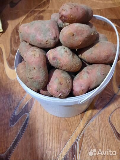 Продам картофель домашний