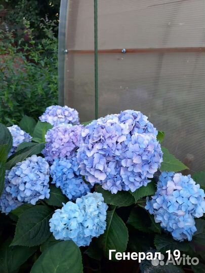 Гортензия Генерал