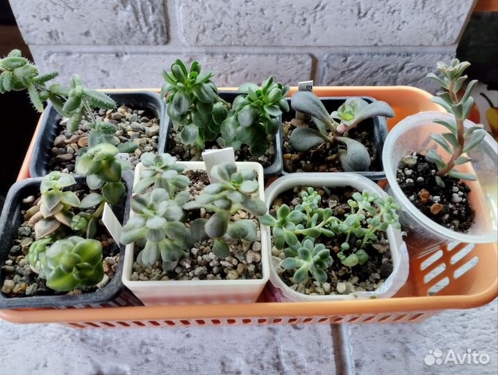 Суккуленты набор