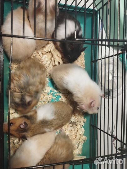 Сирийский хомяк