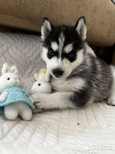 Щенок хаски