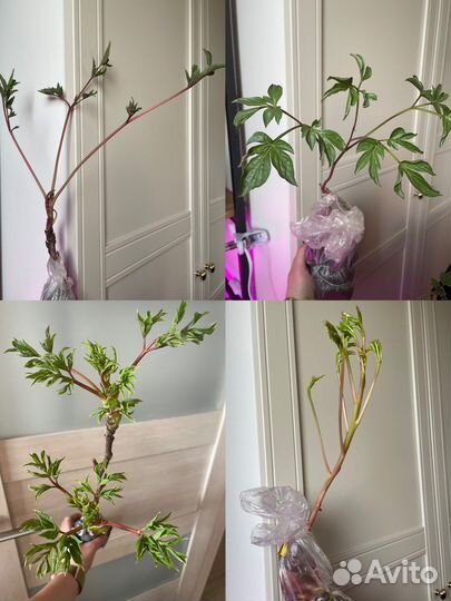 Пион, туя, гортензия на штамбе