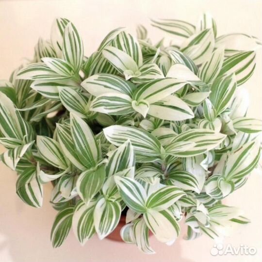 Традесканция, укорененные растения