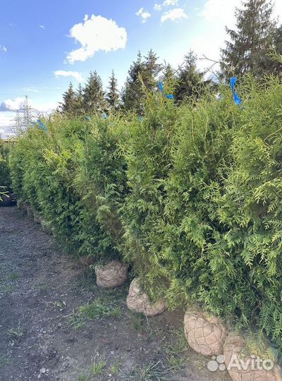 Туя западная Брабант с доставкой