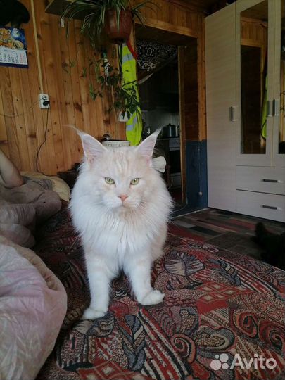 Вязка кошки мейн-кун