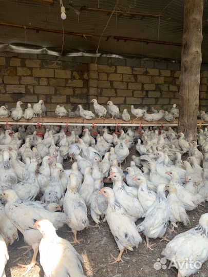 Цыплята серебро