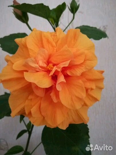 Гибискусы Голландские