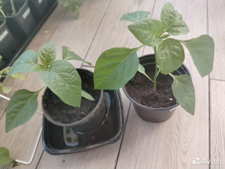 Рассада помидор и перцев