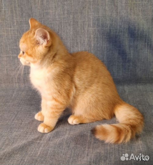 Котята окраса золотая шиншилла и не только