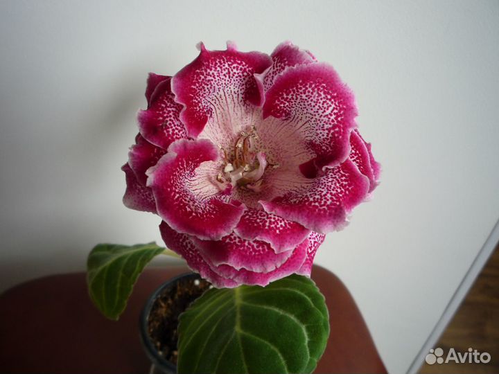 Глоксиния Летний Вальс