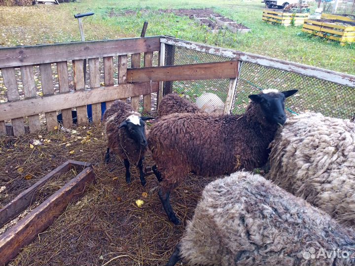 Овцы бараны ягнята