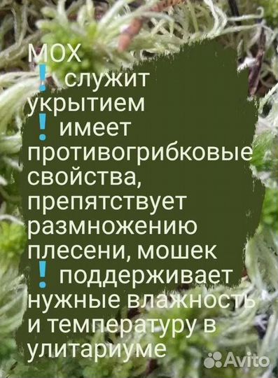 1. Сфагнум (мох) живой зелёный свежий 2.Лесной мох