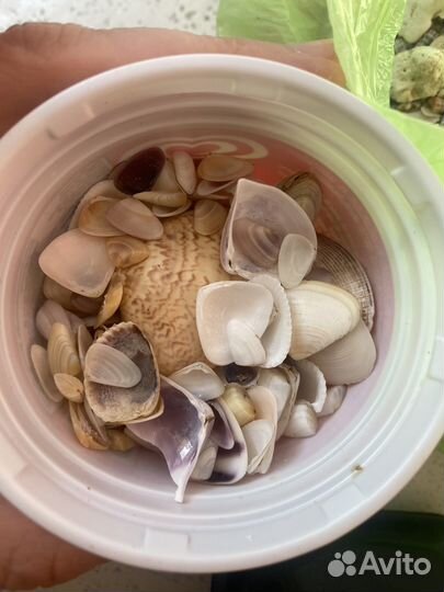 Аквариум с ракушками