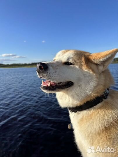 Акита ину вязка
