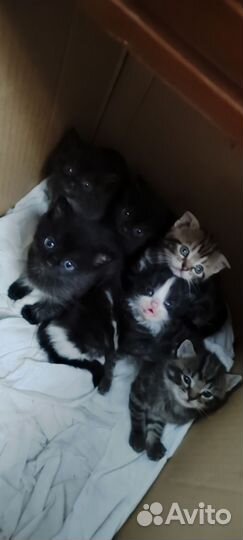 Котята в добрые руки