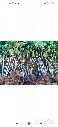 Ремонтантная малина саженцы