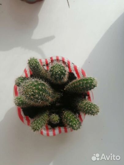 Детки кактуса