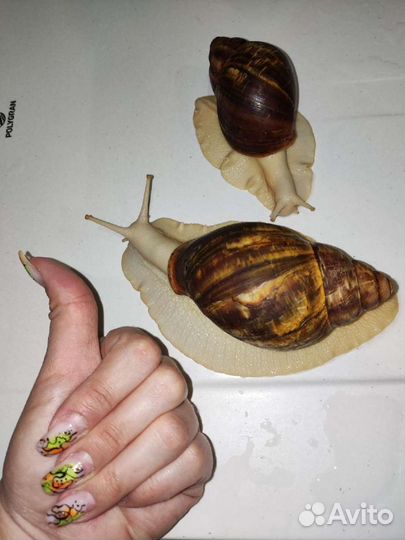 Улитки архахатины