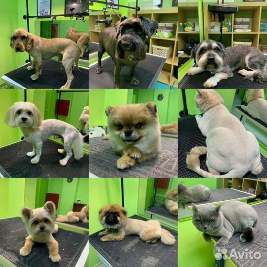 Грумер Салон красоты для животных 