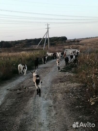 Продам мясо,козлятину