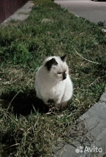 Котик ищет дом