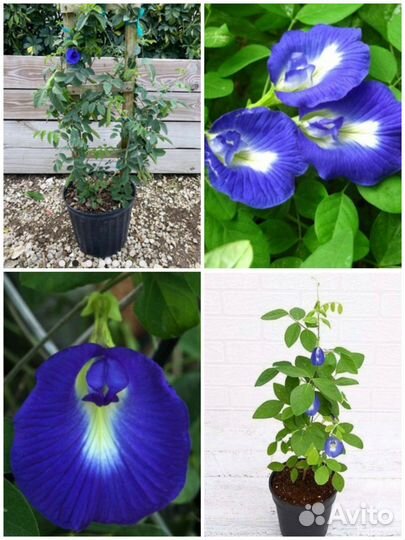 Клитория Тройчатая семена