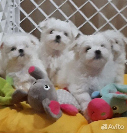 Мальтийская болонка. Мальтезе щенки. РКФ