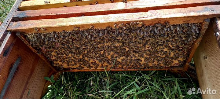 Пчелы пчелопакеты