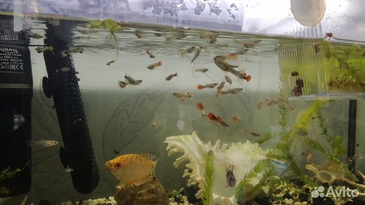 Мальки гуппи