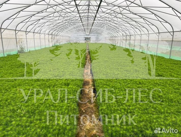 Сеянцы на лесовосстановление Ель Голубая зкс