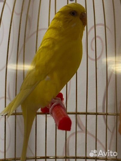 Волнистые попугаи мальчик и девочка с клеткой