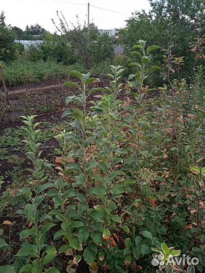 Саженцы груши и яблони