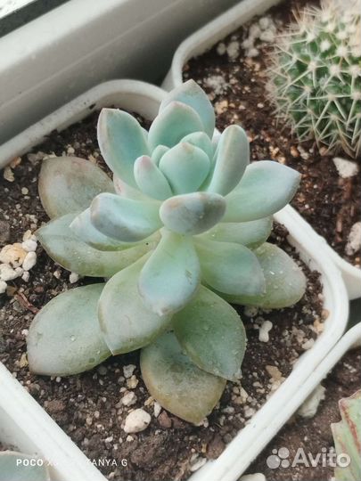 Суккуленты и не только