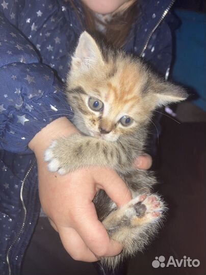 4 котенка ищут свой дом (предположительно девочки)