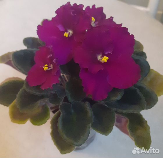 Сортовые фиалки