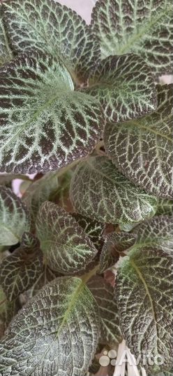 Эписции разные