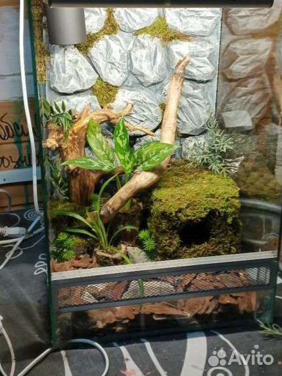 Террариум с оборудованием и декором для эублефара