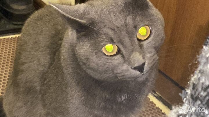 Кот русско голубой (агро), мальчик