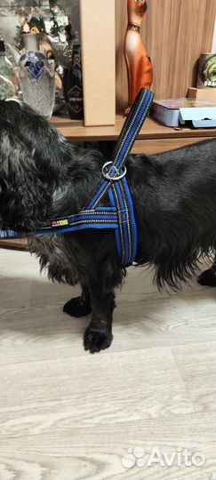 Амуниция для собак