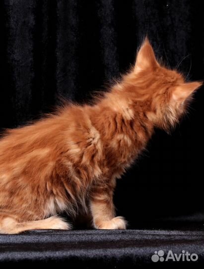 Котенок Мейн-кун, Красный полидакт