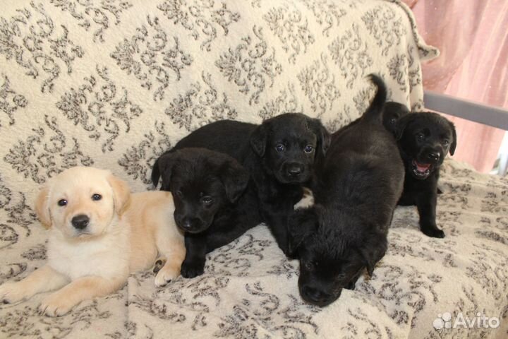 Щенки лабрадора