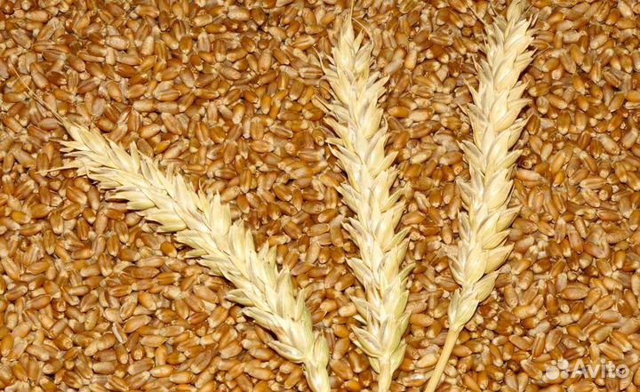 Зерно пшеница
