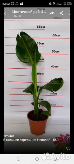 Декоративные растения в наличии