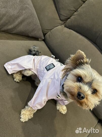 Костюм для собаки