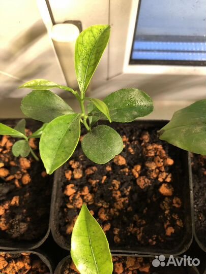 Апельсин красный