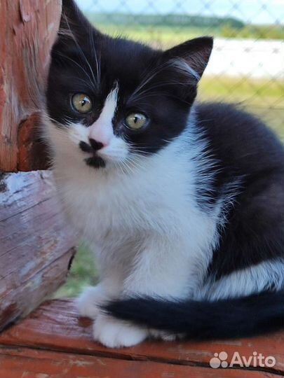 Кошка в дар бесплатно