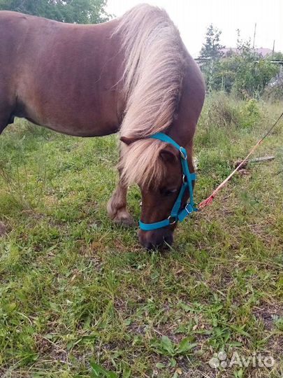 Продам пони