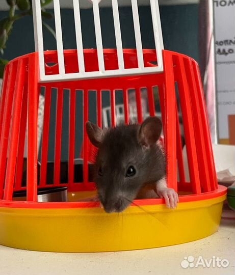 Переноска для грызунов