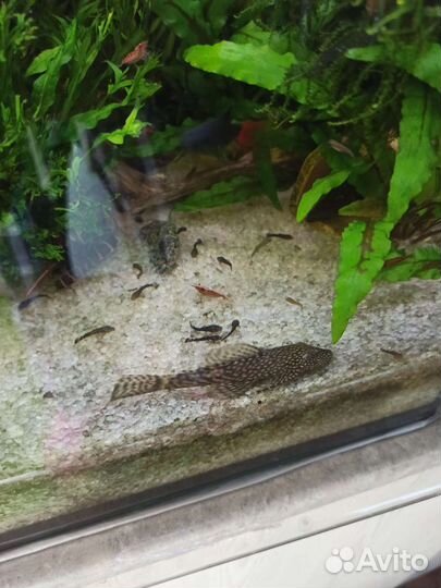 Мальки анциструса