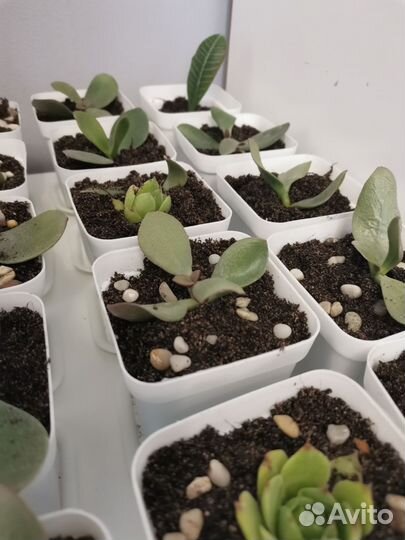 Суккуленты и денежное дерево(толстянка)